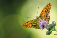schmetterling